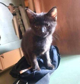 Rescue American Shorthair Cats for Adoption in Philippi, West Virginia - Peppermint Patty | PetCurious