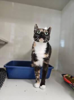 Domestic Short Hair Cats Available for Adoption in Corpus Christi, Texas - Mimi | PetCurious