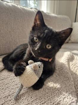Lyra -  Domestic Short Hair Cat for Adoption in Wakefield, Quebec - Lyra | PetCurious