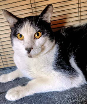 Rescue Domestic Short Hair Cats for Adoption in Thatcher, Arizona - Scooter | PetCurious