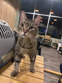 Rescue Domestic Short Hair Cats for Adoption in Grand Rapids, Michigan - Athena | PetCurious