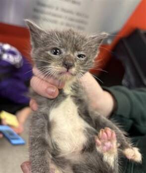 BOBA FETT -  Domestic Short Hair Cat for Adoption in Louisville, Kentucky - BOBA FETT | PetCurious