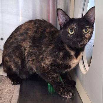 Domestic Short Hair Cats Available for Adoption - Cali | PetCurious