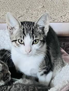 Happy -  Tabby Cat Available for Adoption in San Juan Capistrano, California - Happy | PetCurious