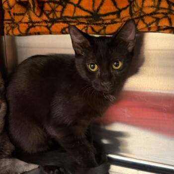 Bagheera -  Domestic Short Hair Cat for Adoption in Las Vegas, Nevada - Bagheera | PetCurious