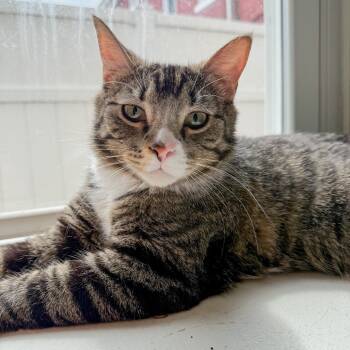 Rescue Domestic Short Hair Cats for Adoption in Gibsonia, Pennsylvania - Miso | PetCurious