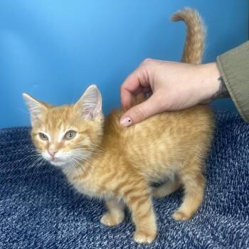 Champagnie -  Domestic Short Hair Cat for Adoption in San Antonio, Texas - Champagnie | PetCurious