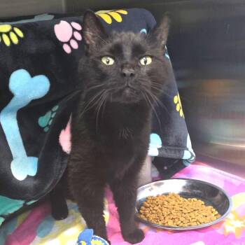 Domestic Short Hair Cats Available for Adoption in Fort Wayne, Indiana - Tweetie Bird | PetCurious