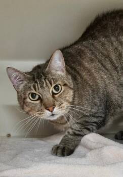 Gekko -  Domestic Short Hair Cat for Adoption in Bloomington, Indiana - Gekko | PetCurious