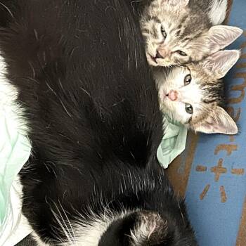 Mama Star -  Domestic Short Hair Cat for Adoption in Los Angeles, California - Mama Star | PetCurious