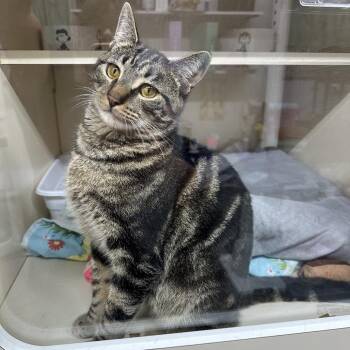 Domestic Short Hair Cats Available for Adoption - Juko | PetCurious