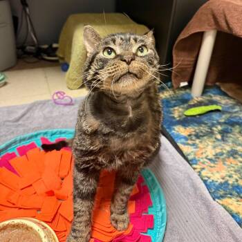 Bad Bunny -  Domestic Medium Hair Cat Available for Adoption in Fairport, New York - Bad Bunny | PetCurious