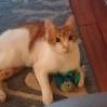 Domestic Short Hair Cats Available for Adoption in Grant-Valkaria, Florida - Slingshot Shai | PetCurious