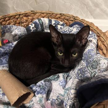 Kovu -  Domestic Short Hair Cat for Adoption in Liverpool, Texas - Kovu | PetCurious