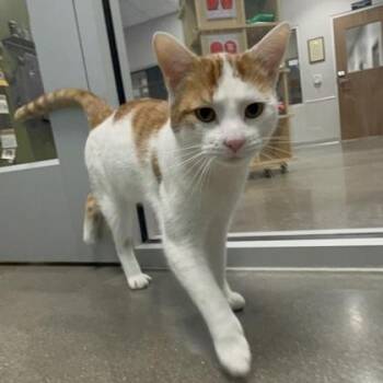 Domestic Short Hair Cats Available for Adoption in Janesville, Wisconsin - Curry (SGN) | PetCurious