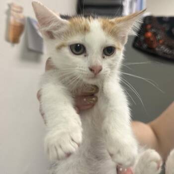 IDOL -  Domestic Short Hair Cat for Adoption in Charleston, West Virginia - IDOL | PetCurious