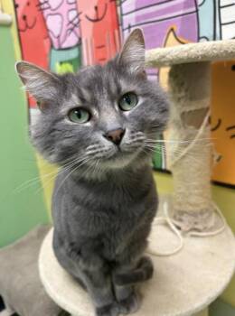 Rescue Domestic Short Hair Cats for Adoption in Chicago, Illinois - Walter | PetCurious