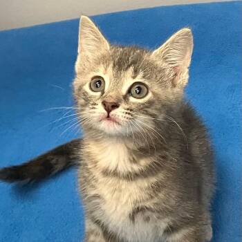 Tabitha -  Domestic Short Hair Cat for Adoption in Gastonia, North Carolina - Tabitha | PetCurious