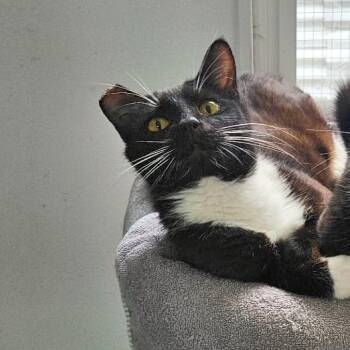 Marina -  Domestic Short Hair Cat for Adoption in Woodinville, Washington - Marina | PetCurious