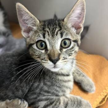 Boris -  Domestic Short Hair Cat for Adoption in Redwood City, California - Boris | PetCurious
