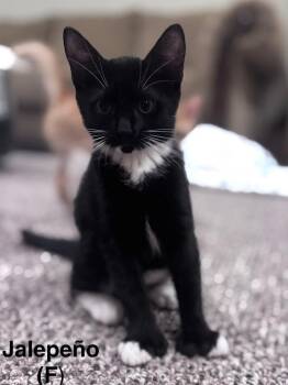 Jalapeno -  Domestic Short Hair Cat for Adoption in Duxbury, Massachusetts - Jalapeno | PetCurious