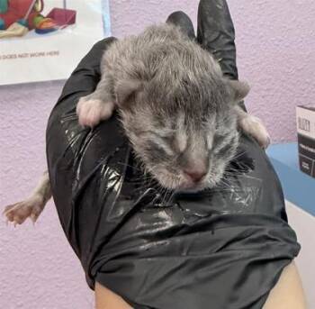 61353790 -  Domestic Short Hair Cat for Adoption in El Paso, Texas - 61353790 | PetCurious