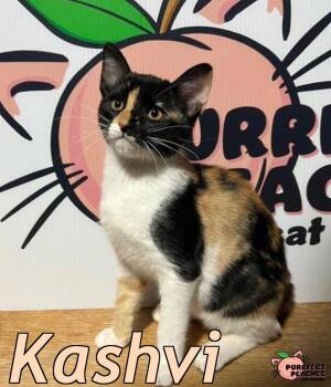Rescue Domestic Short Hair Cats for Adoption in Douglasville, Georgia - Kashvi | PetCurious