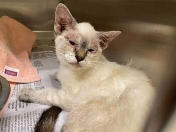 EDEN -  Domestic Short Hair Cat for Adoption in Tustin, California - EDEN | PetCurious