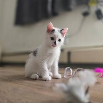 Keegan -  Domestic Short Hair Cat for Adoption in Pardeeville, Wisconsin - Keegan | PetCurious