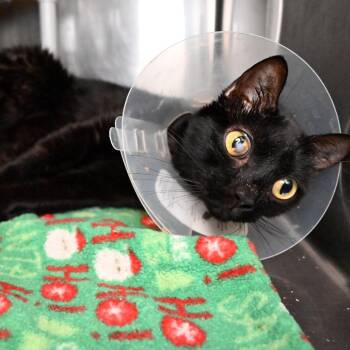 Ramona -  Domestic Short Hair Cat for Adoption in West Palm Beach, Florida - Ramona | PetCurious