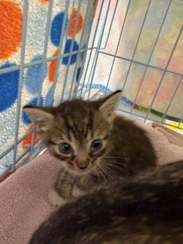London -  Domestic Short Hair Cat for Adoption in Gainesville, Florida - London | PetCurious