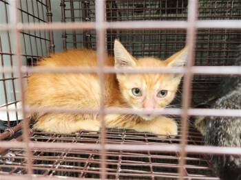 A659159 -  Domestic Short Hair Cat for Adoption in Houston, Texas - A659159 | PetCurious
