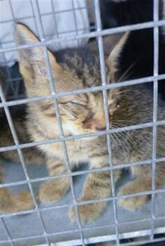 A2479686 -  Domestic Short Hair Cat for Adoption in Fort Lauderdale, Florida - A2479686 | PetCurious