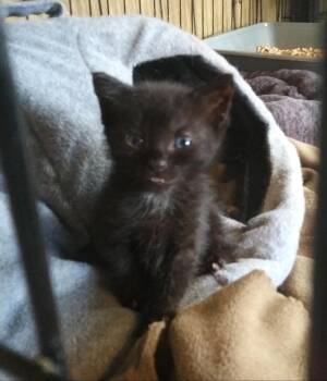 Joy -  Domestic Medium Hair Cat for Adoption in PORT WENTWRTH, Georgia - Joy | PetCurious