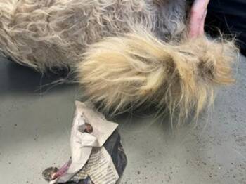 *Alvey* -  Domestic Long Hair Cat for Adoption in Salt Lake City, Utah - *Alvey* | PetCurious