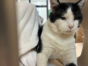 CHUNKLES -  Domestic Short Hair Cat for Adoption in Santa Fe, New Mexico - CHUNKLES | PetCurious