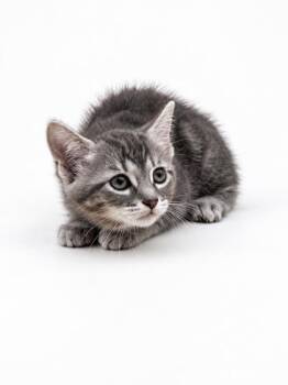 Augusta -  Domestic Short Hair Cat for Adoption in Bowling Green, Kentucky - Augusta | PetCurious