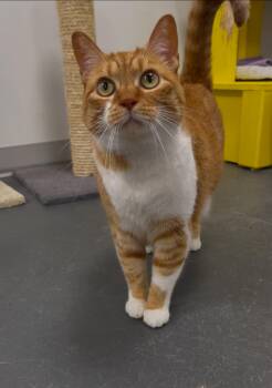 Rescue Domestic Short Hair Cats for Adoption in Williamsport, Pennsylvania - Pipsqueak | PetCurious