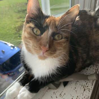 Rescue Domestic Short Hair Cats for Adoption in Buffalo, New York - Cora | PetCurious