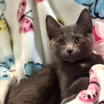Bumper Car -  Domestic Short Hair Cat for Adoption in Muncie, Indiana - Bumper Car | PetCurious