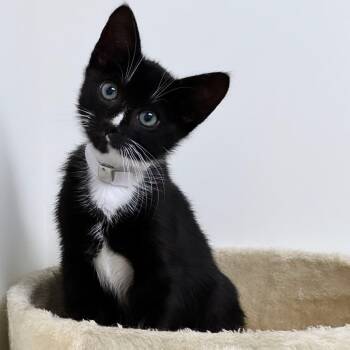 Rascal -  Domestic Short Hair Cat for Adoption in Syosset, New York - Rascal | PetCurious