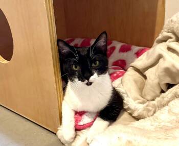 Crumpet (bonded with Mustard) -  Domestic Short Hair Cat for Adoption in Oakland, California - Crumpet (bonded With Mustard) | PetCurious