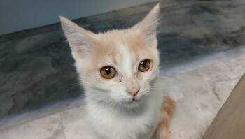 Nolan -  Domestic Short Hair Cat for Adoption in Cullowhee, North Carolina - Nolan | PetCurious