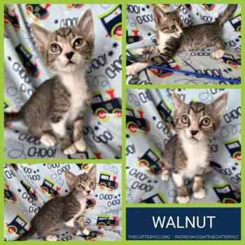Domestic Short Hair Cats Available for Adoption in Corpus Christi, Texas - Walnut | PetCurious