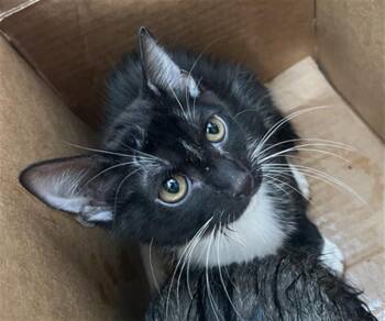 SKIP -  Domestic Short Hair Cat for Adoption in Dallas, Texas - SKIP | PetCurious