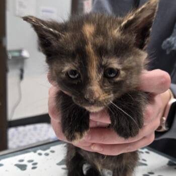 Eloise -  Domestic Medium Hair Cat for Adoption in Durango, Colorado - Eloise | PetCurious