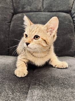 Millet -  Domestic Short Hair Cat for Adoption in Midland, Michigan - Millet | PetCurious