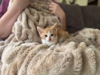 Rescue Domestic Short Hair Cats for Adoption in Gradyville, Kentucky - Otto | PetCurious