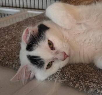 Cruz -  Turkish Van and Domestic Short Hair Cat for Adoption in Las Cruces, New Mexico - Cruz | PetCurious