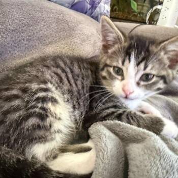 6 Dionysus -  Domestic Short Hair Cat for Adoption in Puslinch, Ontario - 6 Dionysus | PetCurious